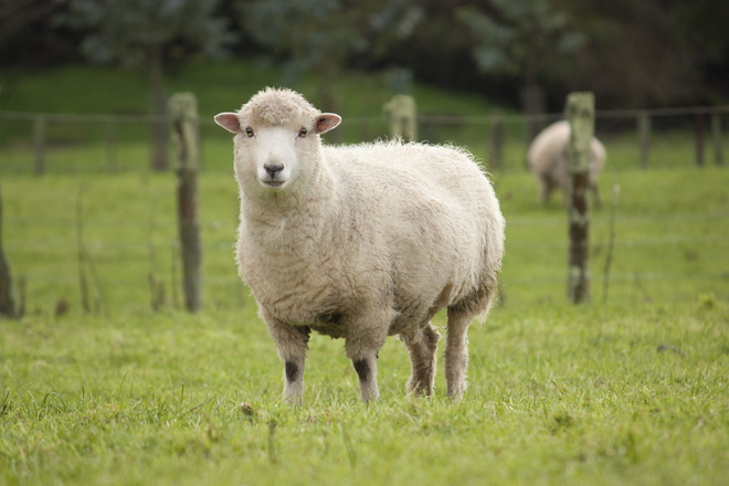 Con cừu tiếng Anh là gì?